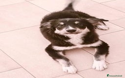 Norfolk Terrier cani in regalo: Kaos 6mesi NESSUNO L HA SCELTO. FOGGIA SOS CASA - Immagine 3