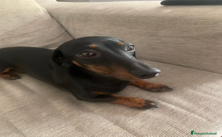 Bassotto cani a Provincia di Terni - Annuncio 1