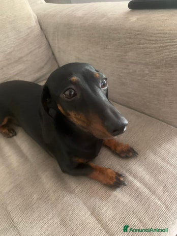 Bassotto cani a Provincia di Terni - Annuncio 13