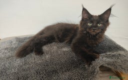 Maine Coon gatti in vendita: Noah & Nausica a Città Metropolitana di Venezia - Immagine 6