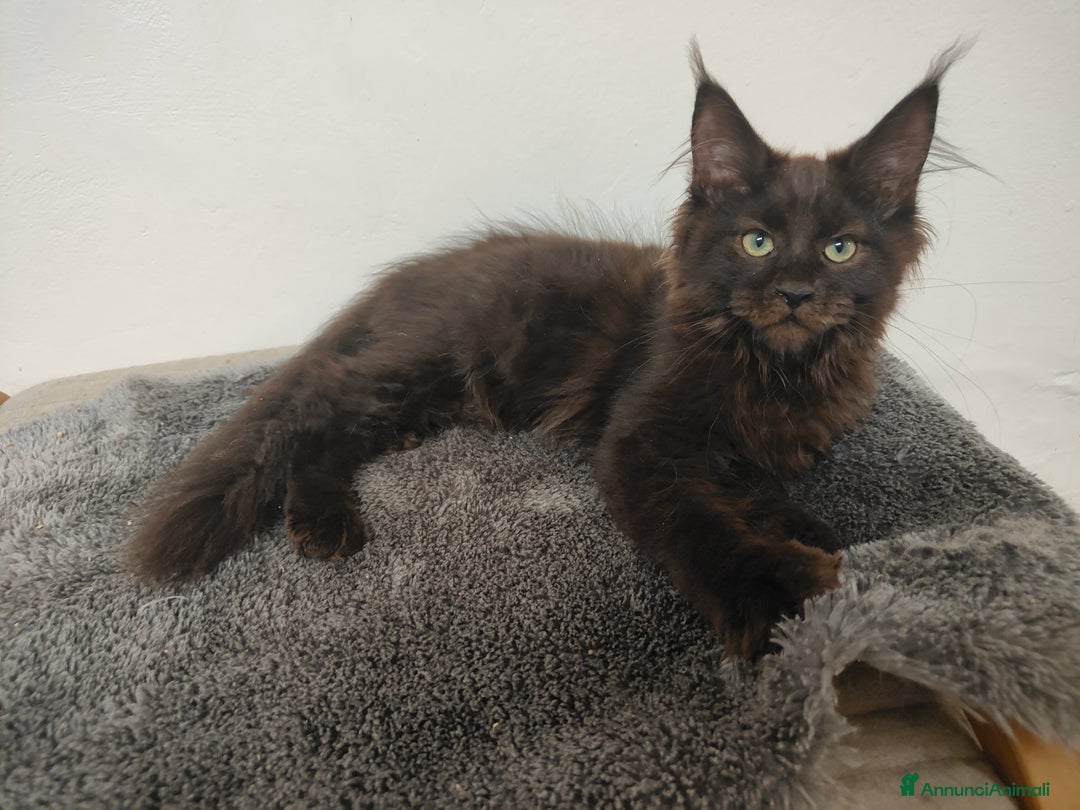 Maine Coon gatti in vendita: Noah & Nausica a Città Metropolitana di Venezia - Immagine 6
