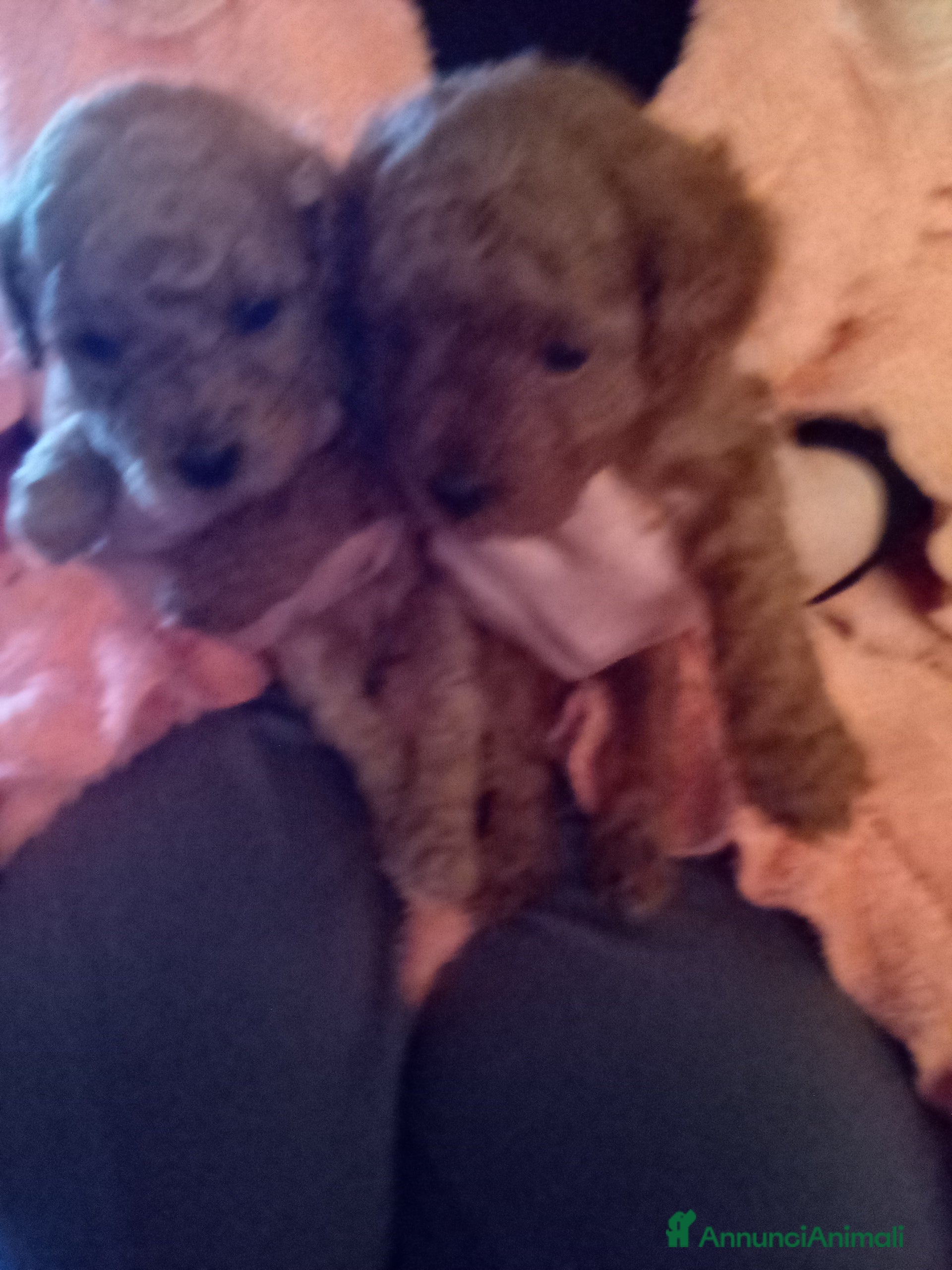 Barboncino Toy cani Vendesi cuccioli di Barboncino Toy  - Annuncio 3