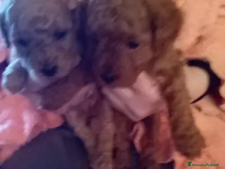 Barboncino Toy cani Vendesi cuccioli di Barboncino Toy - Annuncio 5