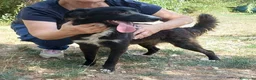 Meticcio cani in regalo: 9 mesi, futuri 12/15 chili medio piccola  - Annuncio 2