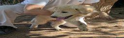 Meticcio cani in regalo: Cuccioli meticci cercano casa - Annuncio 10