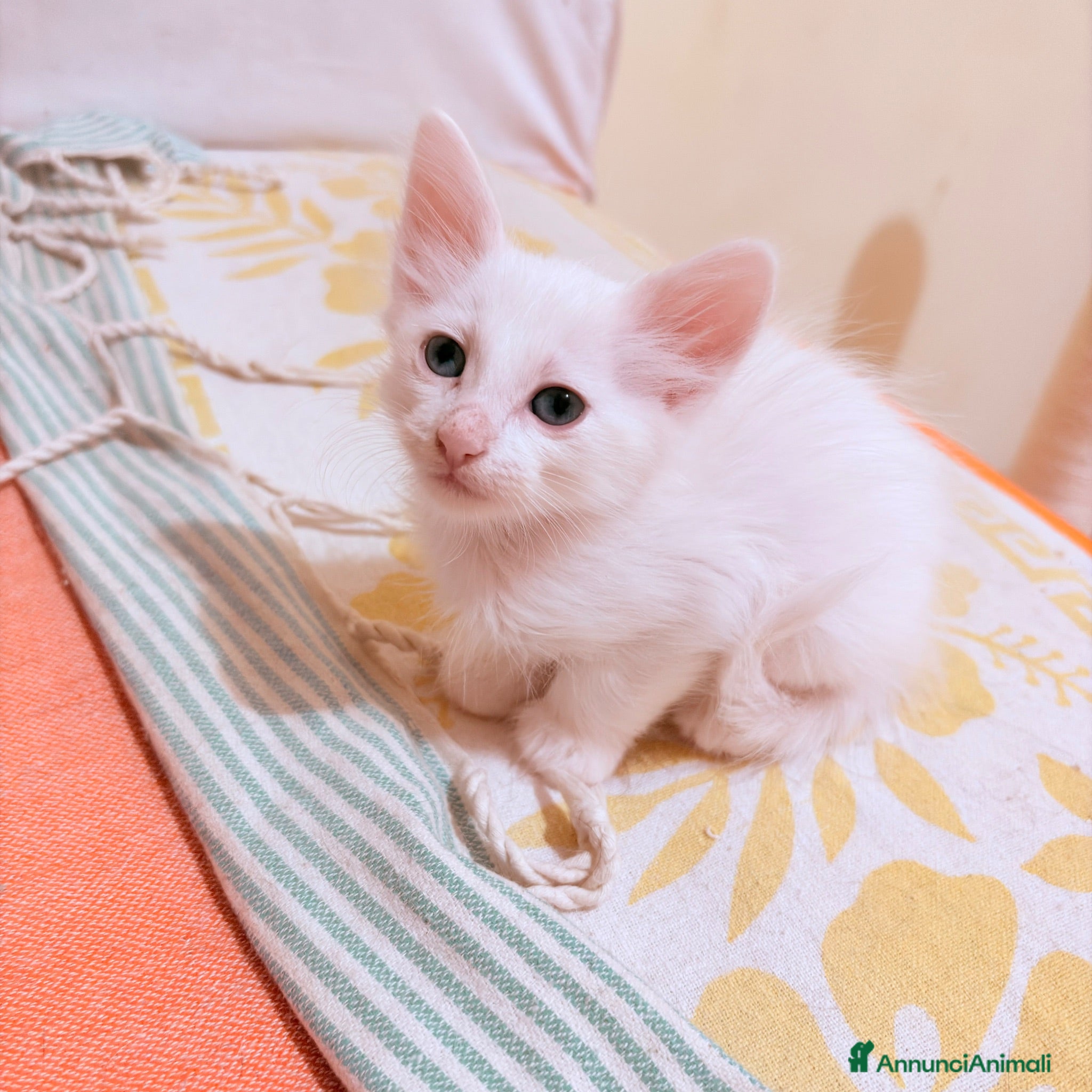 Angora turco gatti 🐾 Splendidi gattini di Angora turco.  - Annuncio 25