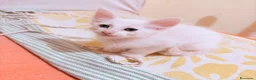 Angora turco gatti in regalo: 🐾 Splendidi gattini di Angora turco.  a Provincia di Lecce - Annuncio 1