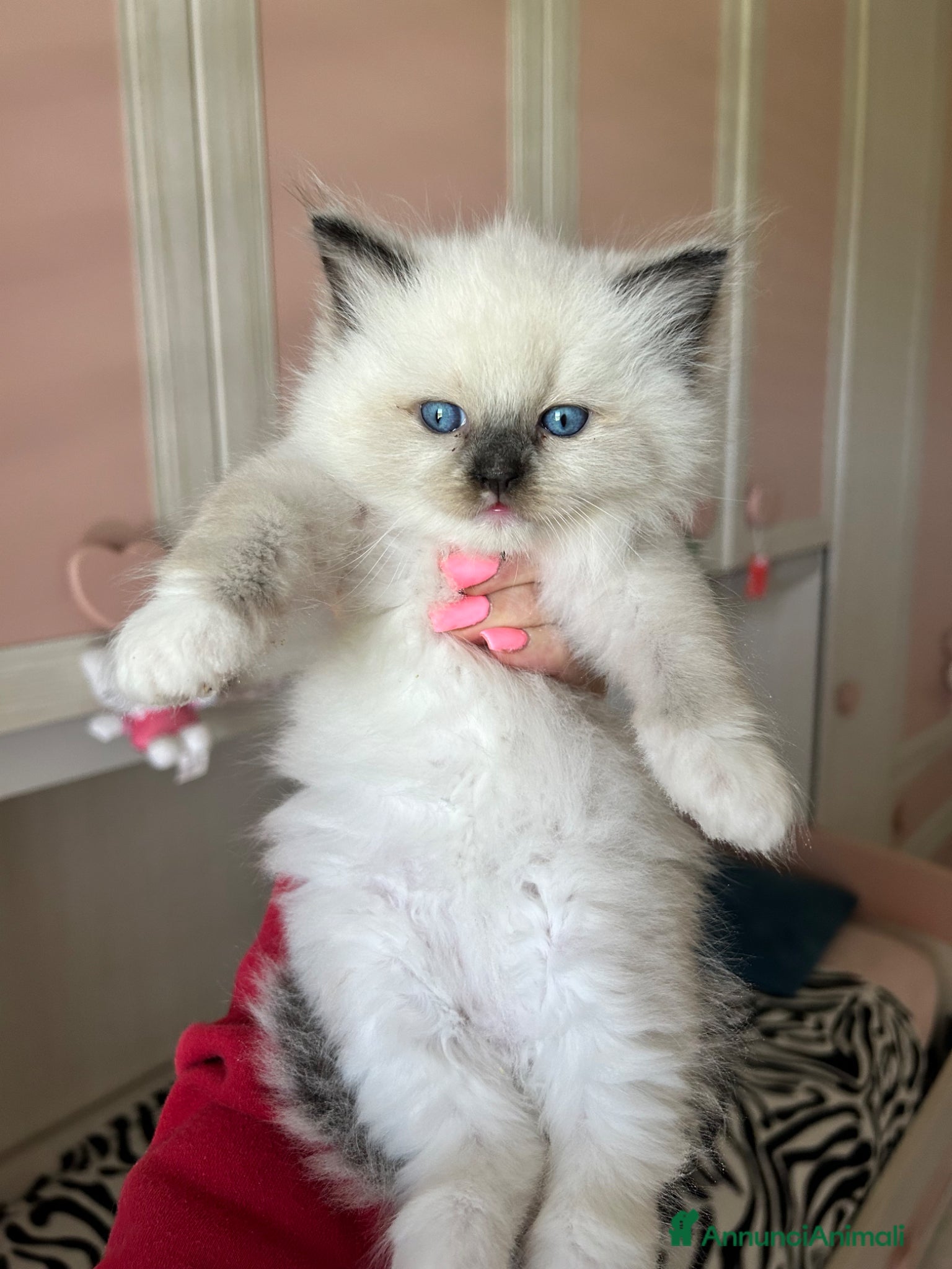 Ragdoll gatti Cuccioli Ragdoll con Pedigree  - Annuncio 4