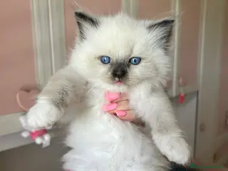 Ragdoll gatti Cuccioli Ragdoll con Pedigree - Annuncio 4