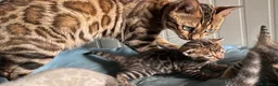 Bengala gatti in vendita: Maschietto brown di Bengal con Pedigree  - Annuncio 1