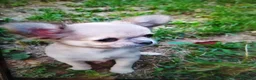Chihuahua cani in vendita: Chihuahua cucciolo maschietto pelo lungo  - Annuncio 4
