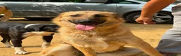 Pastore Tedesco cani in regalo: ANNIE, intelligenza da Pastore, super coccolona! - Annuncio 10