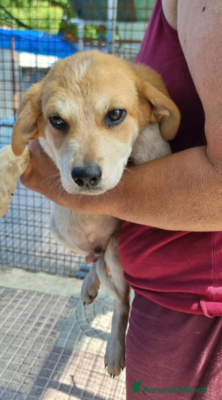 Meticcio cani JOLLY 💙 - futura taglia media, curioso, tenero  - Annuncio 10