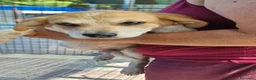 Meticcio cani in regalo: JOLLY 💙 - futura taglia media, curioso, tenero  - Annuncio 1