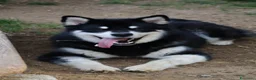 Alaskan Malamute cani per accoppiamento: Alaskan malamute a Provincia di Livorno - Annuncio 23