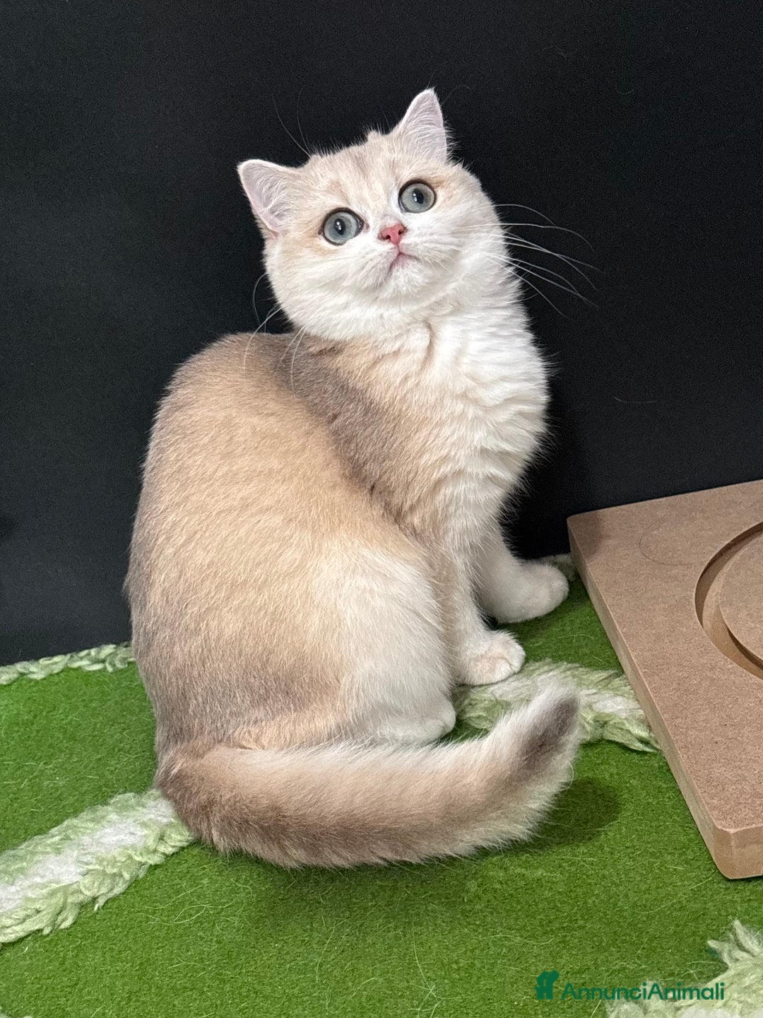 British gatti in vendita: Due cucciole british short e longhair  - Annuncio 2