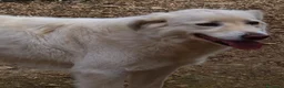 Meticcio cani in regalo: Bijoux e Tobia fratelli bravi e inseparabili - Annuncio 19