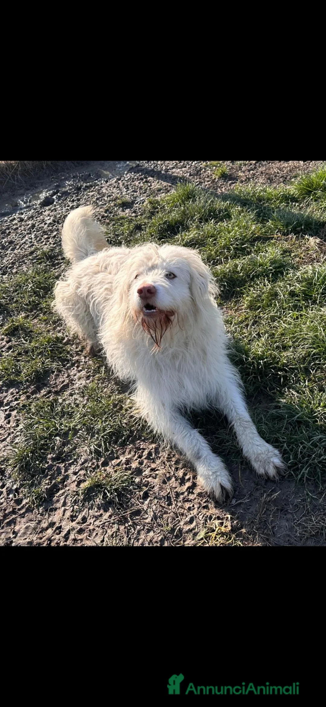 Meticcio cani in regalo: BUTTATO VIA DALLA SUA PADRONA a Città Metropolitana di Bologna - Annuncio 2