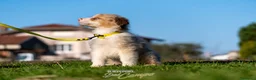 Australian Shepherd cani in vendita: Australian Shepherd  - Annuncio 24