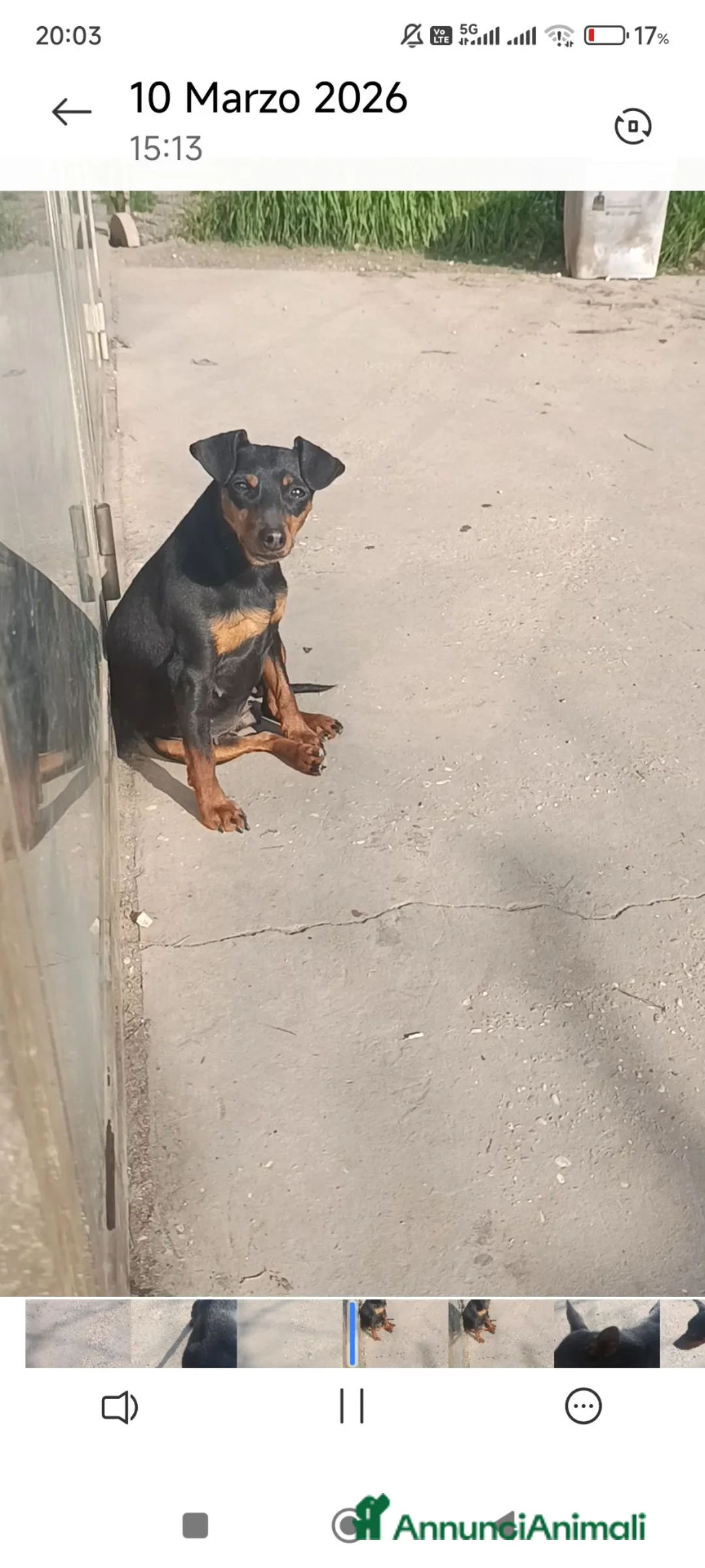 Pinscher Miniatura cani in vendita: Pinscher nani nero focato pedigree ENCI  - Annuncio 3