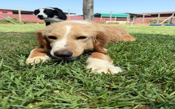 Golden Retriever cani in regalo: BRUCE, cucciolone simil goden  a Provincia di Latina - Immagine 6