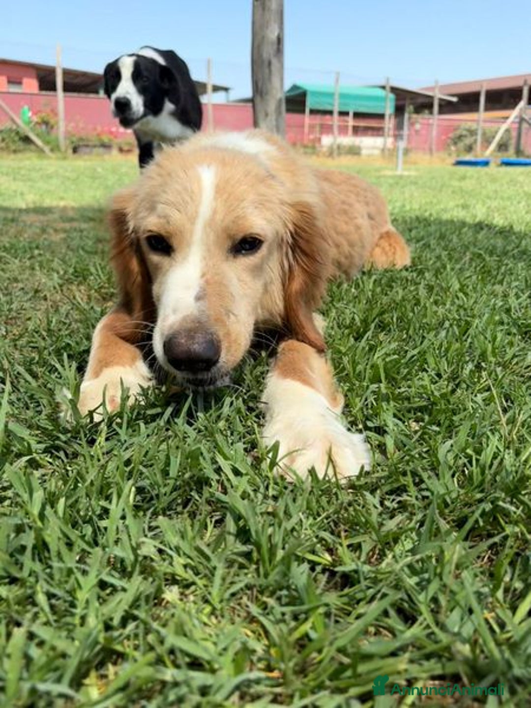 Golden Retriever cani in regalo: BRUCE, cucciolone simil goden  a Provincia di Latina - Immagine 6