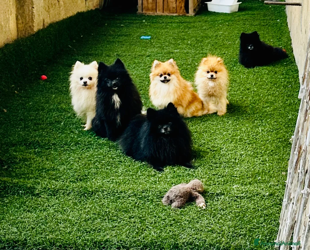 Volpino Pomerania cani in vendita: Volpino spiz - Annuncio 2