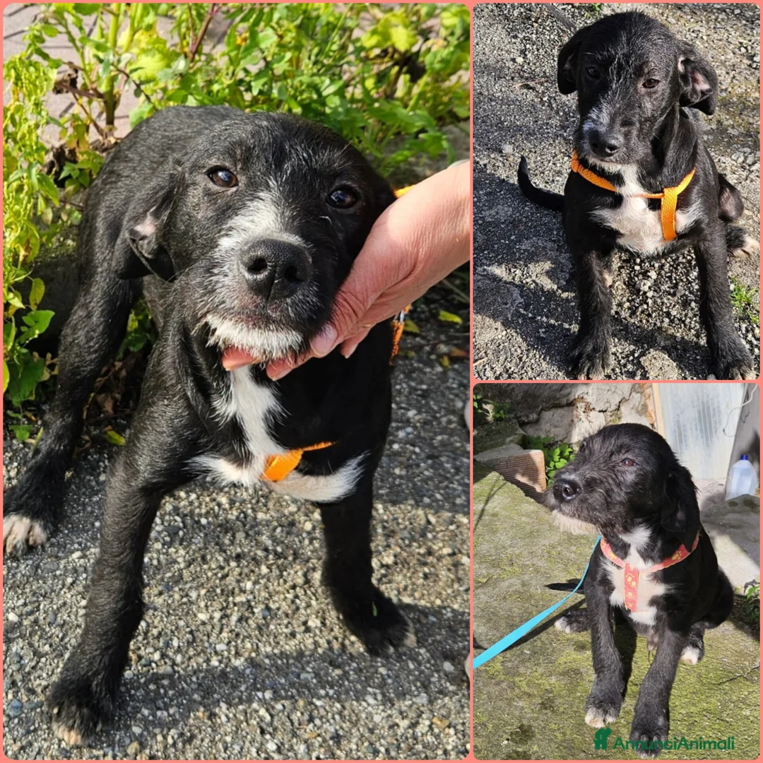 Meticcio cani in regalo: LUNA ASPETTA UNA MAMMA  - Annuncio 4