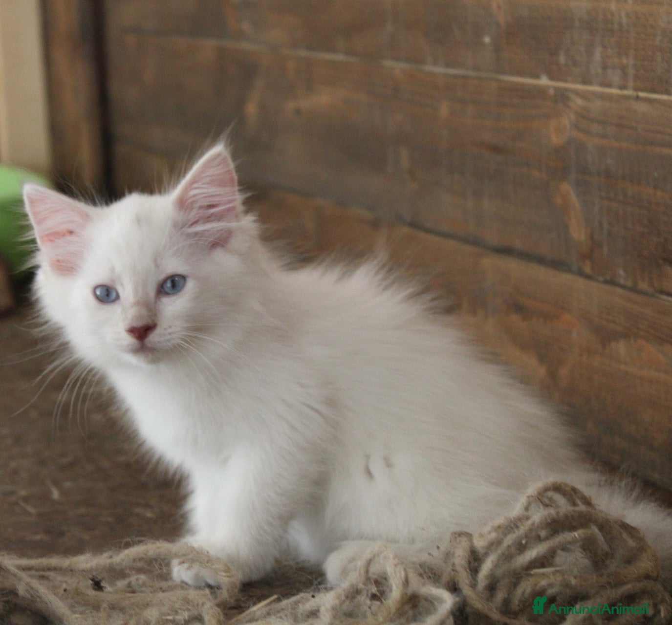 Ragdoll gatti Ragdoll cucciolo splendido Lilac con pedigree. - Annuncio 2