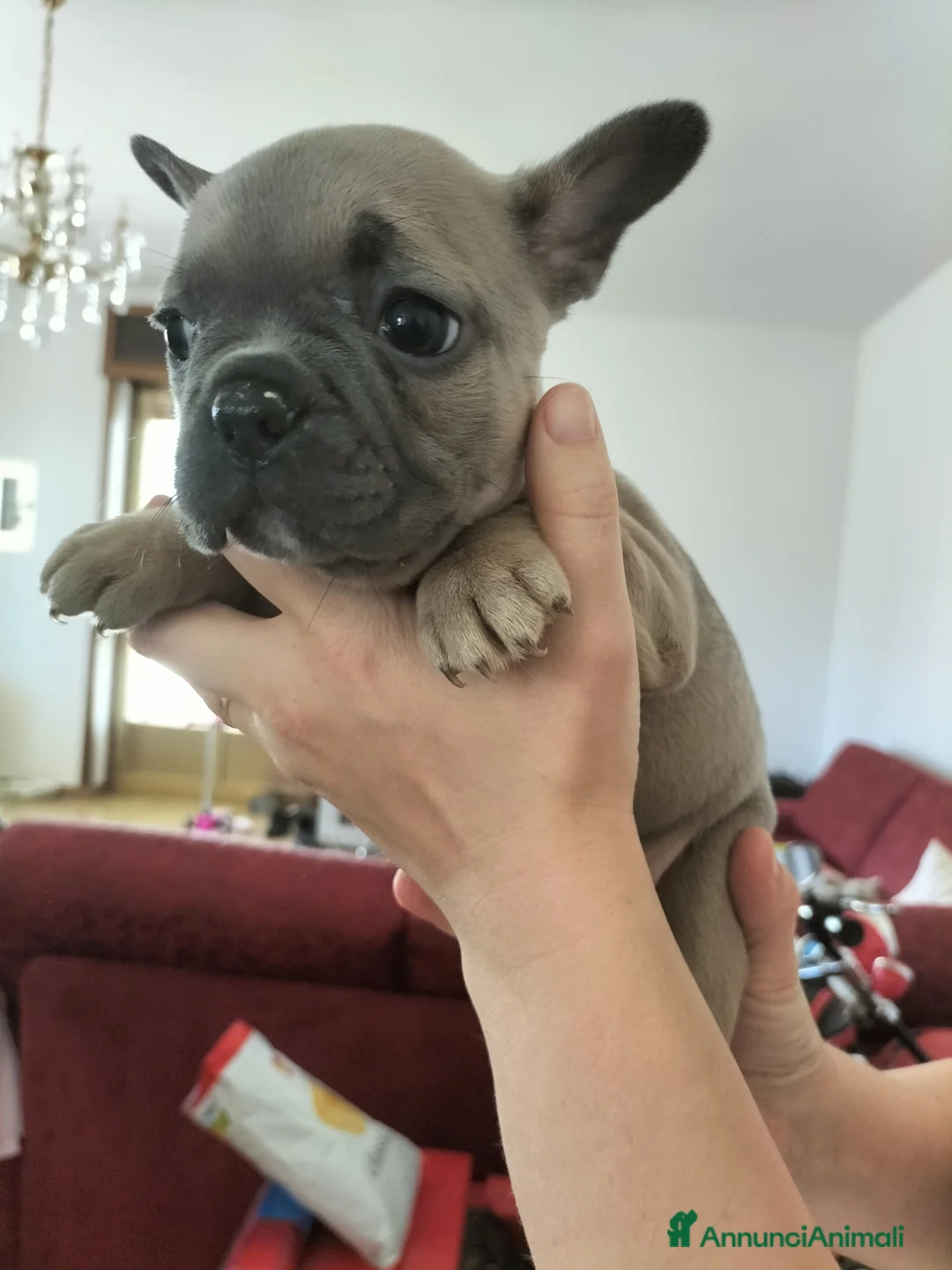 Bulldog Francese cani in vendita: Bulldog Francese  - Annuncio 2