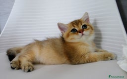 British gatti in vendita: BRITISH GOLDEN SHORTHAIR  - Immagine 7