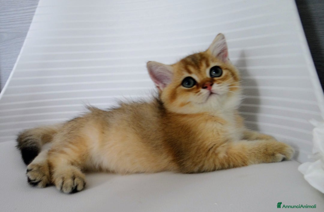 British gatti in vendita: BRITISH GOLDEN SHORTHAIR  - Immagine 7