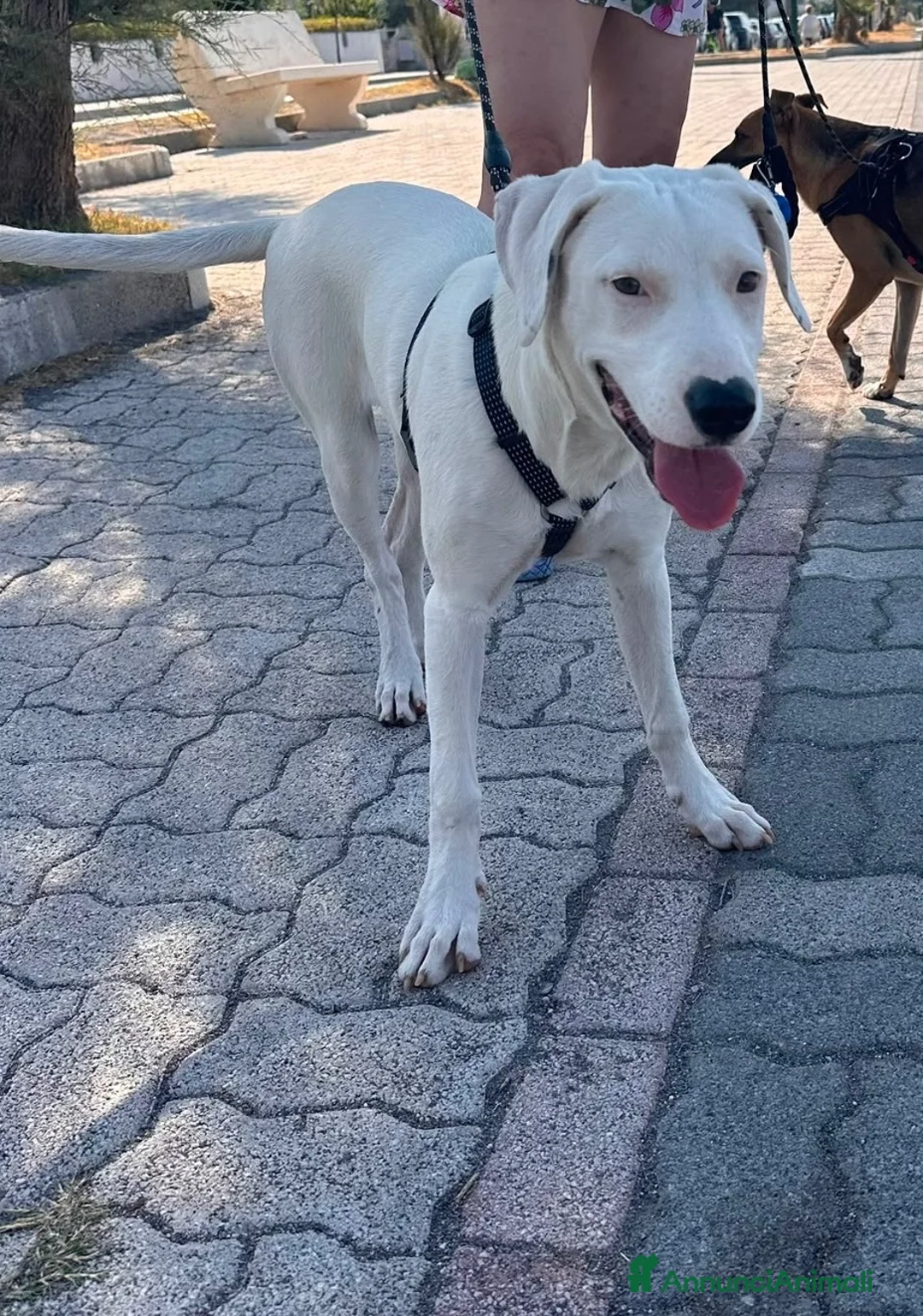 Meticcio cani in regalo: Alice a Provincia di Cremona - Annuncio 2