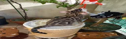 Bengala gatti in vendita: la meraviglia di Selected Breed  - Annuncio 7