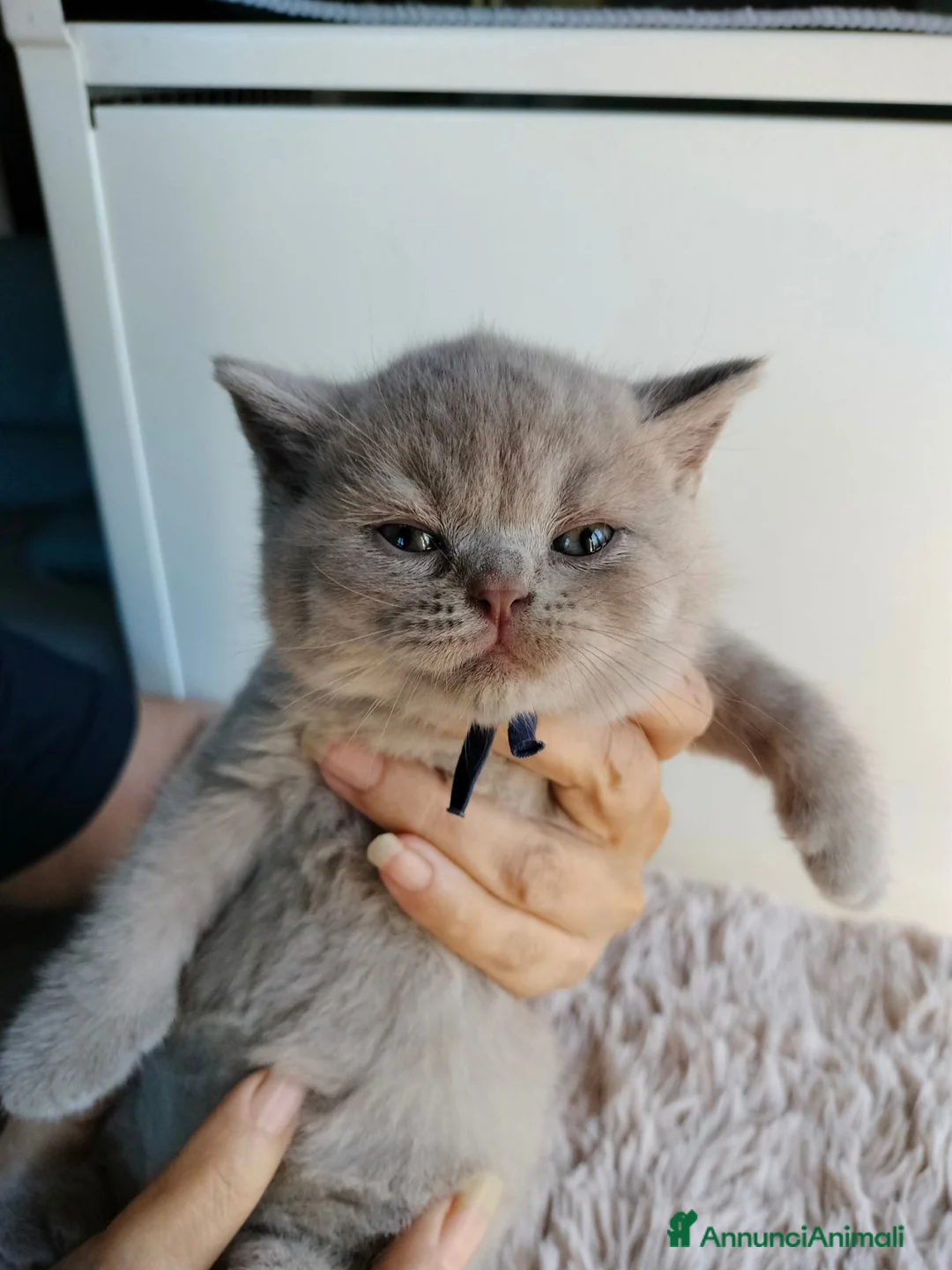 British gatti in vendita: British shorthair  - Annuncio 2