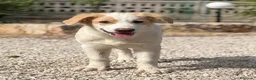Meticcio cani in regalo: Alex e Franz - Annuncio 8
