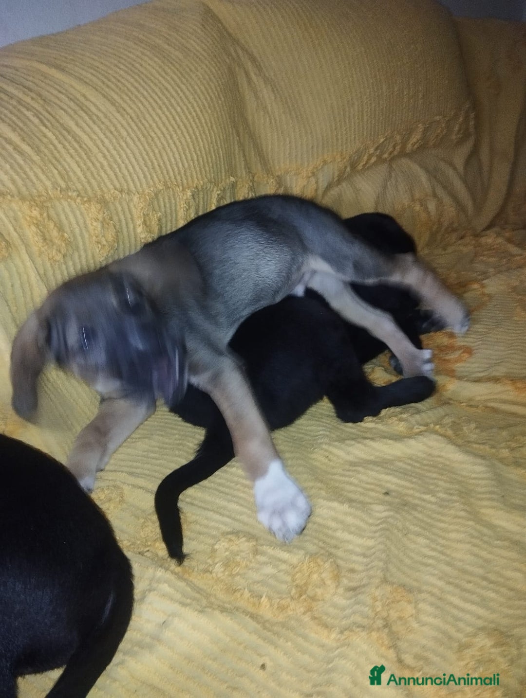 Meticcio cani in regalo: Regalo 3 cuccioli - Annuncio 8