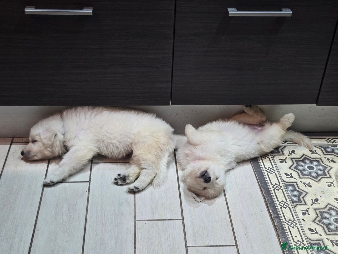 Pastore Svizzero cani in vendita: Cuccioli di pastore svizzero bianco - Annuncio 8