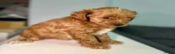 Maltipoo cani in vendita: Cuccioli di Maltipoo F1B a Città metropolitana di Milano - Annuncio 25