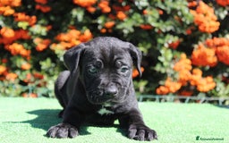 Cane Corso cani in vendita: Cuccioli di Cane Corso con Pedigree - Immagine 2
