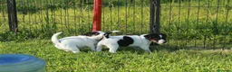 Jack Russell cani in vendita: Jack Russell terrier femmine pedigree - Annuncio 7