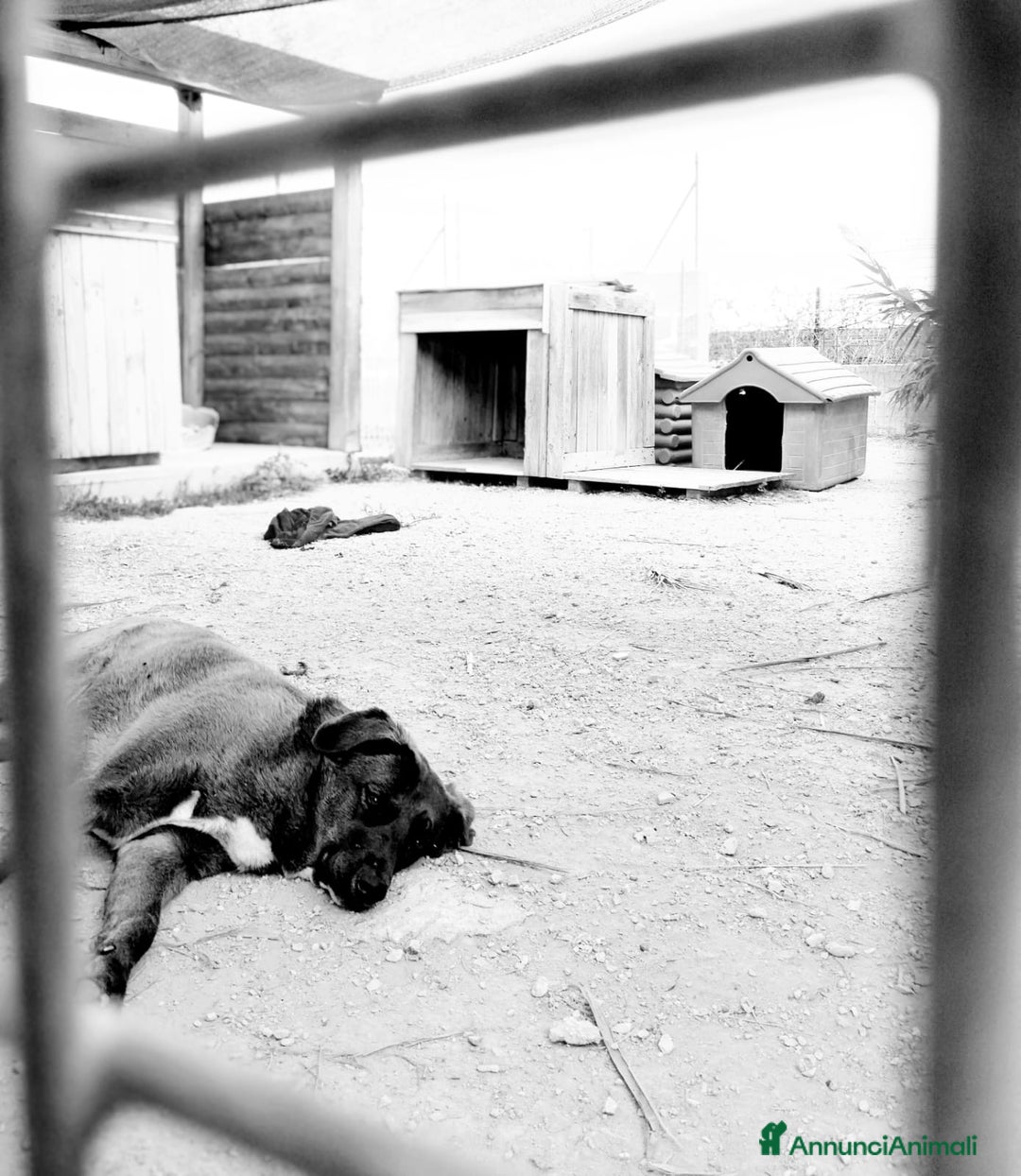 Meticcio cani in regalo: Nerina - Annuncio 3