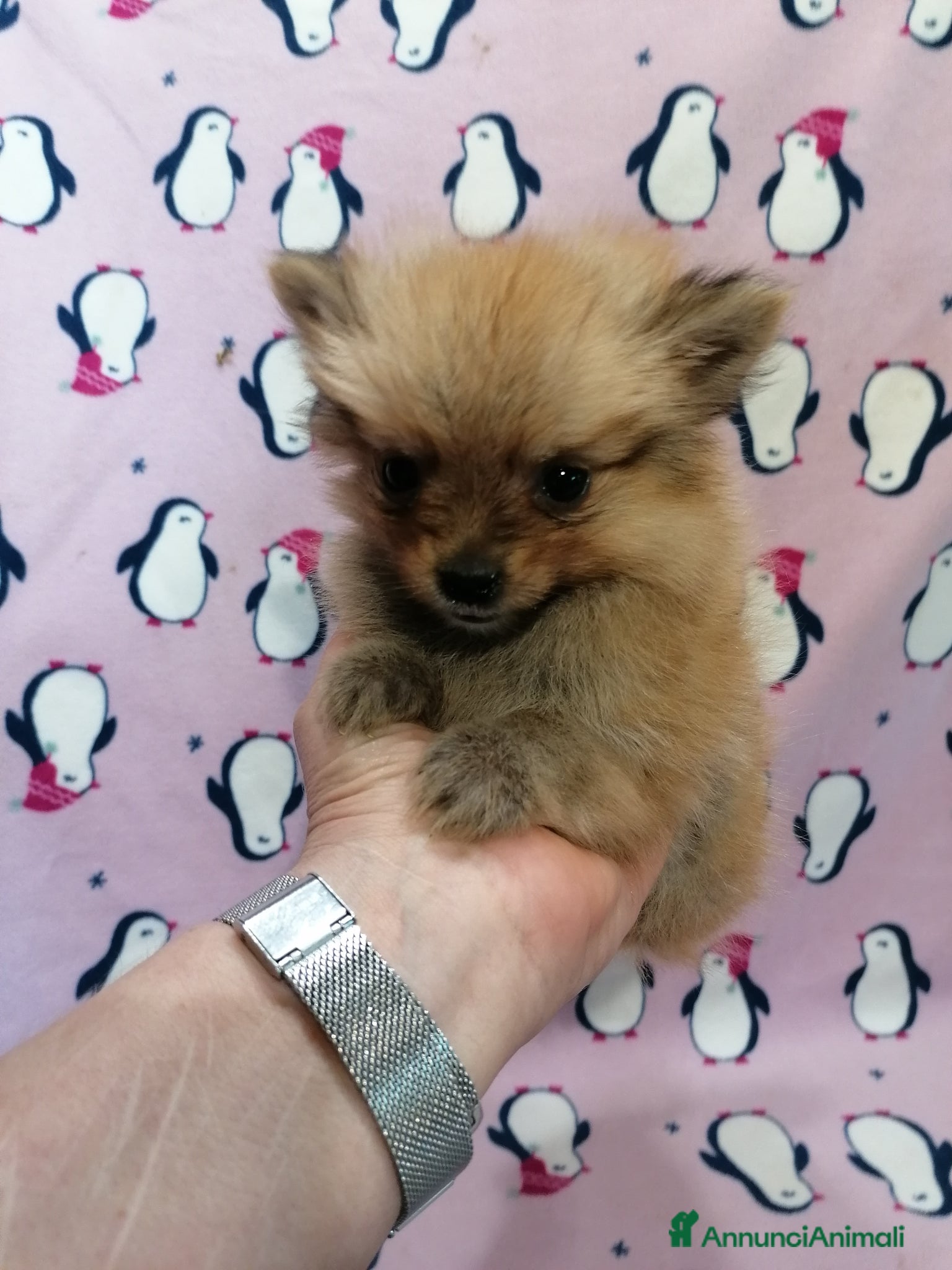 Volpino Pomerania cani Volpina cucciola piccolissima - Annuncio 12