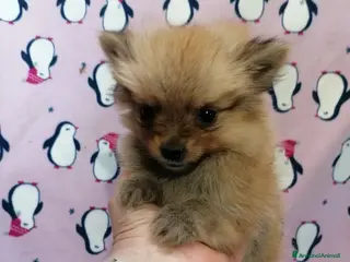 Volpino Pomerania cani Volpina cucciola piccolissima - Annuncio 12