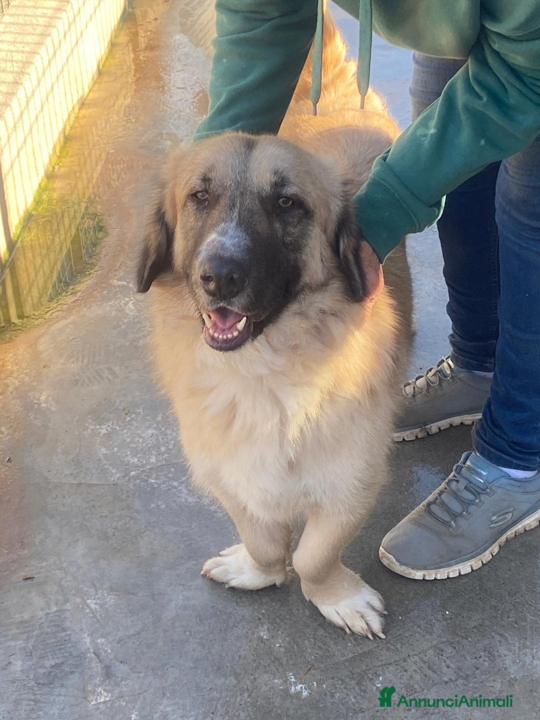 Meticcio cani in regalo: PACO CAGNOLINO FANTASTICO - Annuncio 5