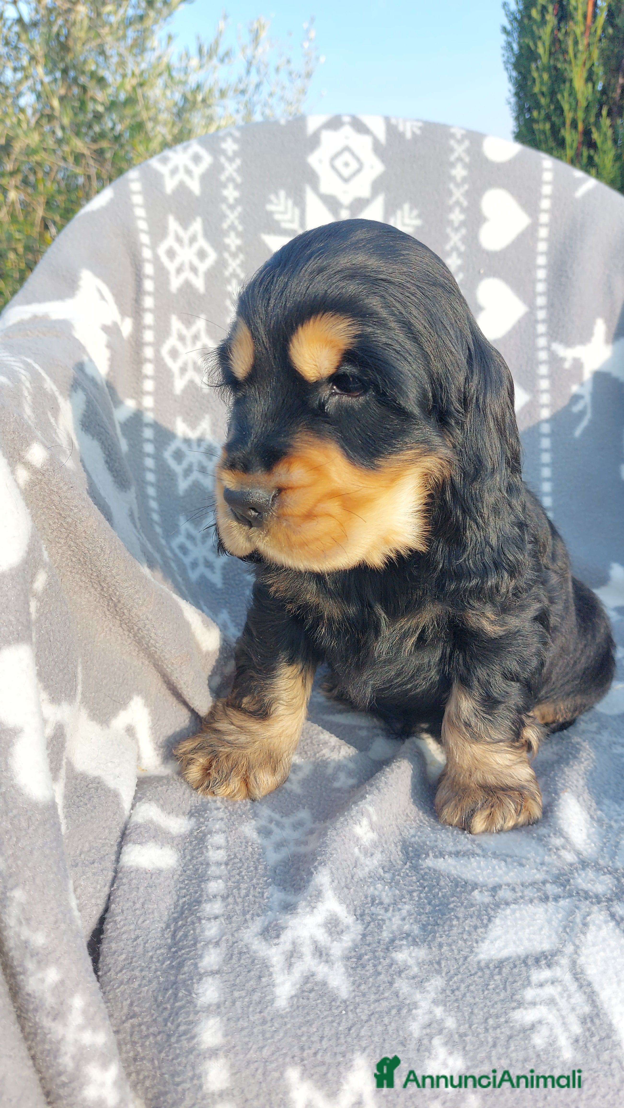 Biglietto di auguri di compleanno personalizzato per cane Cocker Spaniel Biglietto di auguri di compleanno personalizzato per cane Cocker Spaniel