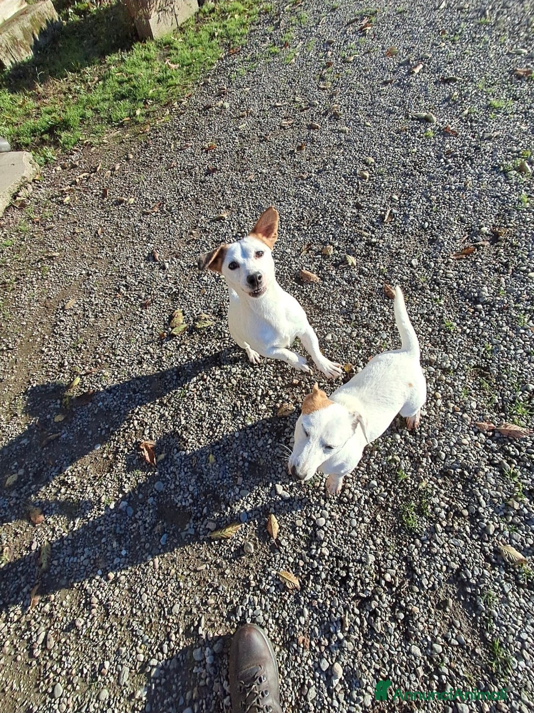 Jack Russell cani in vendita: DUE JACK RUSSELL CERCANO CASA💙💜 - Annuncio 5