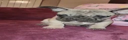 Bulldog Francese cani in vendita: Bouledogue français - Annuncio 1