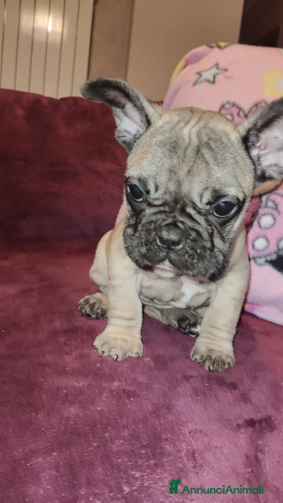 Bulldog Francese cani in vendita: Bouledogue français - Annuncio 1