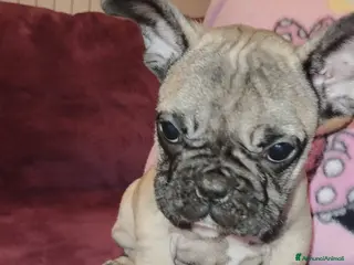 Bulldog Francese cani Bouledogue français - Annuncio 1